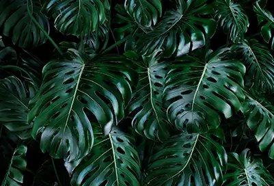 Several monstera leaves growing together.